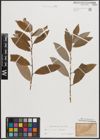 Foto von Salix caprea L. x Salix eleagnos Scop.